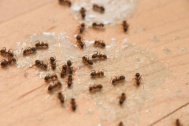 Best Pest Inspection Near Me  in East Alton, IL