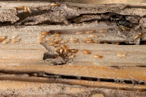 Best Residential Pest Control  in East Alton, IL